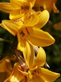 Hemerocalis lilioasphodelus-1 Liliowiec żółty